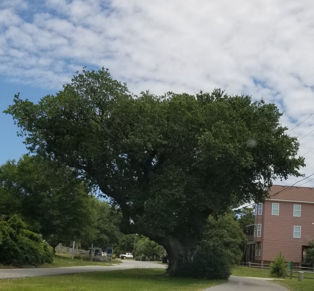 srbrennan64's tweet photo. The Cora Tree is a 300+ year old live oak tree steeped in legend and witchcraft (cue spooky music) - more info can be found at https://t.co/iIo3Mgi8BK
#CoraTree #FriscoNC https://t.co/uTDRQoEM15