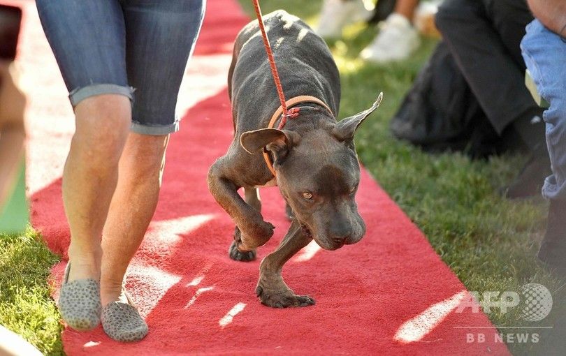 Afpbb News Twitter પર 不細工が自慢 世界一醜い犬コンテスト 米カリフォルニア 写真21枚 T Co Ctfzwtidc0