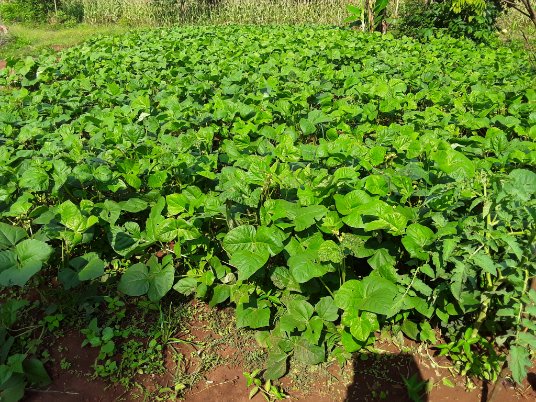 nasarriupdates's tweet photo. One of mungbean fields in petete village in Budaka district iki-iki town council.@narouganda @go_vegetables @AfricanUnionUS @_AfricanUnion @EKMbeyagala @amayorob https://t.co/ysfDGzbdQg