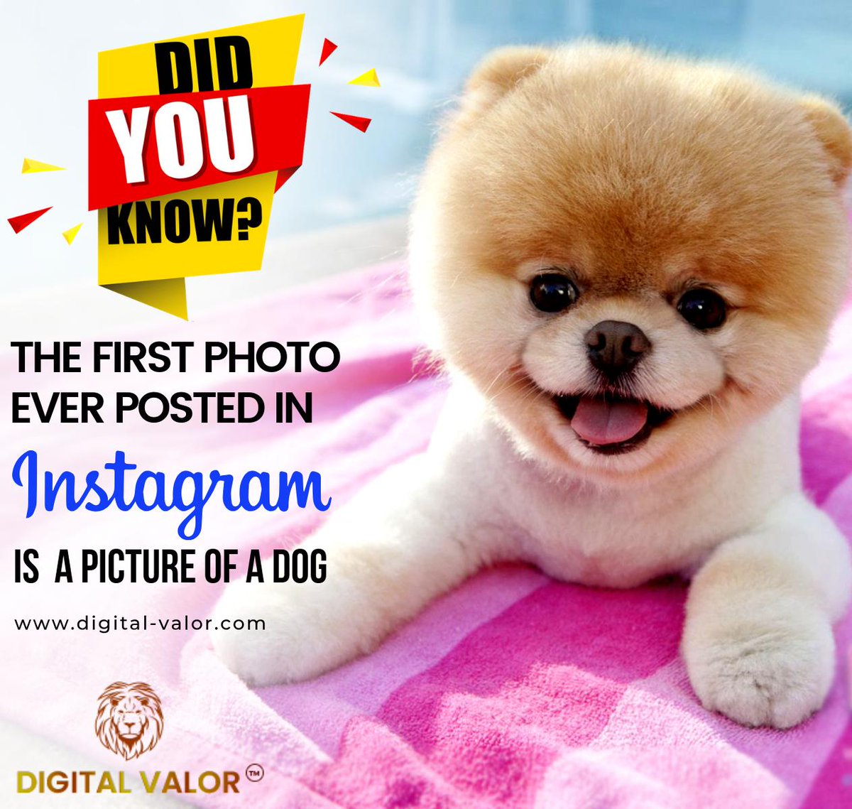 digital_valor's tweet photo. On instagram the first photo ever posted was by the co-founder Kevin Systrom on July 16, 2010. The photo is a picture of a dog.
#Instagram #DogsWouldMakeBetter #pets #petlover #SocialMediaManagement #SMO #SEO #DigitalMarketing #digitalmarketer  #like4likes #FolloMe https://t.co/d65sKR4eP0