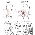 妊婦と内臓。かわいいイラストでつらさとかわいさが表現されています。