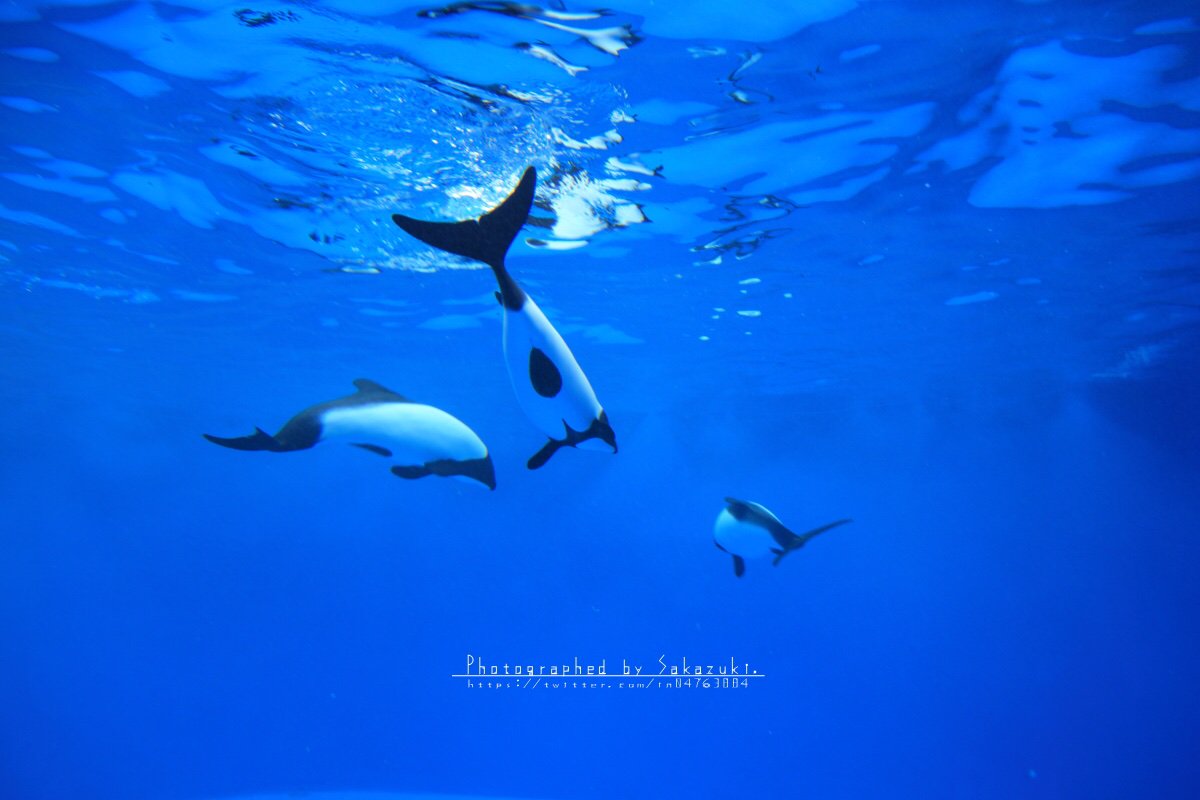 in04763884's tweet photo. A state of selflessness.

過去Pic.Jun.2016
#仙台市 #仙台うみの杜水族館 #水族館
#イロワケイルカ #パンダイルカ
#Commerson's #Dolphin
#photography #photo #写真
#ファインダー越しの私の世界
#写真で伝えたい私の世界
#キリトリセカイ https://t.co/03WFDpkgSh