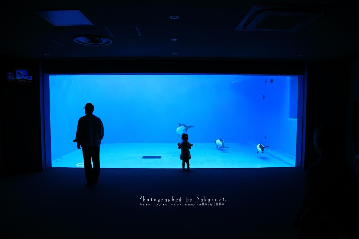 in04763884's tweet photo. A state of selflessness.

過去Pic.Jun.2016
#仙台市 #仙台うみの杜水族館 #水族館
#イロワケイルカ #パンダイルカ
#Commerson's #Dolphin
#photography #photo #写真
#ファインダー越しの私の世界
#写真で伝えたい私の世界
#キリトリセカイ https://t.co/03WFDpkgSh
