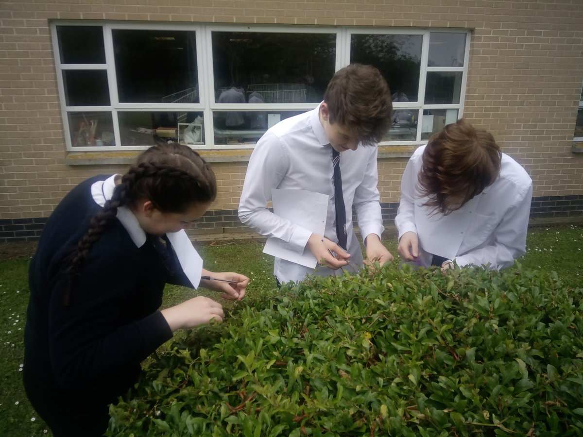 ybmbiol's tweet image. Yw maint dail ochr gogleddol yr ysgol yn fwy na&apos;r rhai ar yr ochr deheuol? Are the leaves on the northen side of the school significantly larger than those on the southern side? #tTest #biology #biodiversity @RoyalSocBio #Statistics