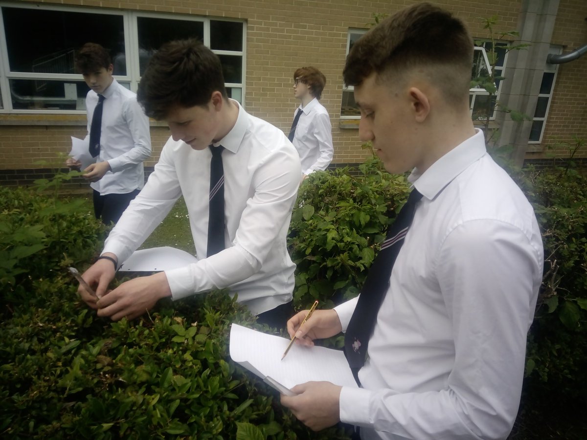 ybmbiol's tweet image. Yw maint dail ochr gogleddol yr ysgol yn fwy na&apos;r rhai ar yr ochr deheuol? Are the leaves on the northen side of the school significantly larger than those on the southern side? #tTest #biology #biodiversity @RoyalSocBio #Statistics
