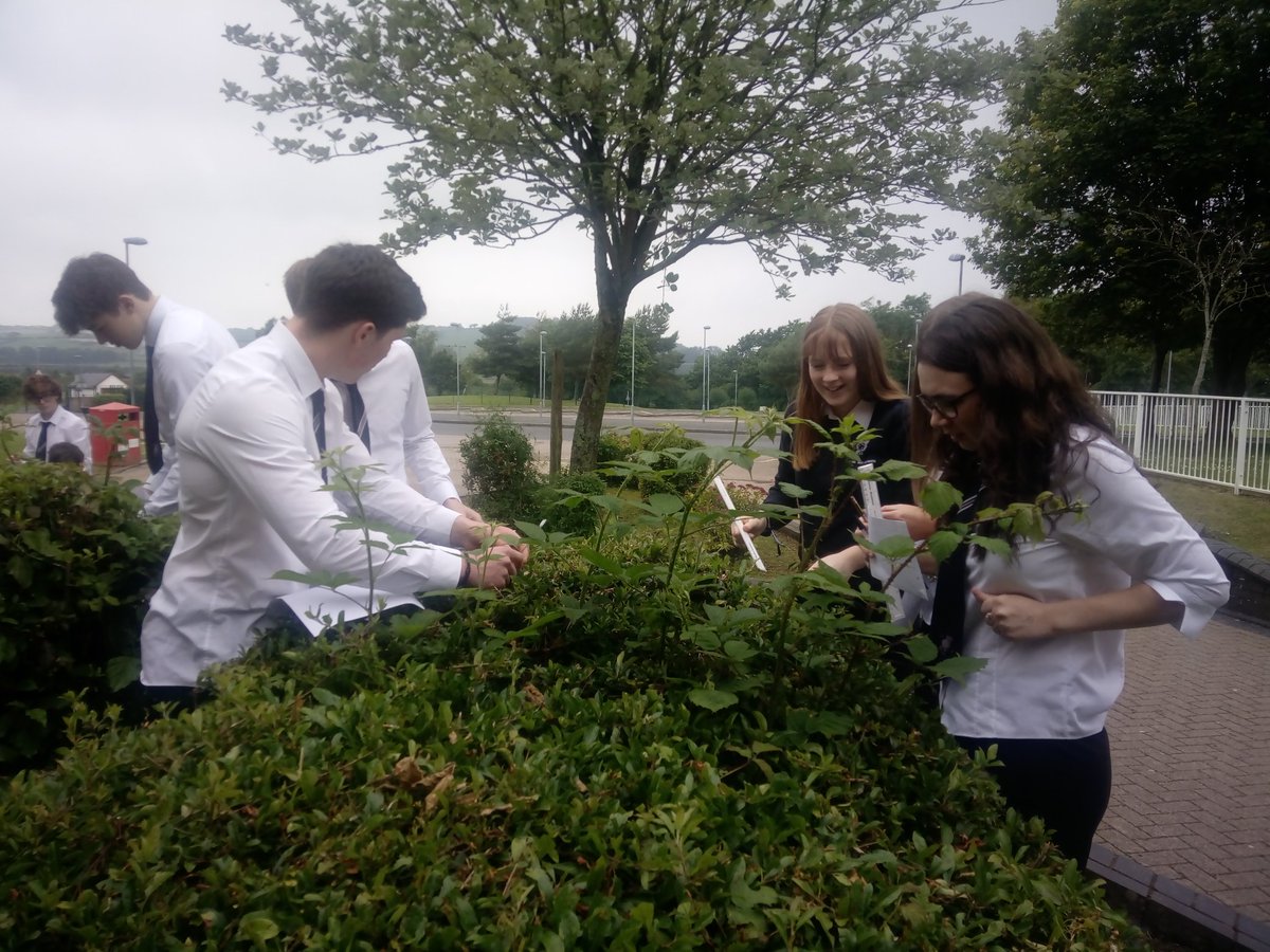 ybmbiol's tweet image. Yw maint dail ochr gogleddol yr ysgol yn fwy na&apos;r rhai ar yr ochr deheuol? Are the leaves on the northen side of the school significantly larger than those on the southern side? #tTest #biology #biodiversity @RoyalSocBio #Statistics