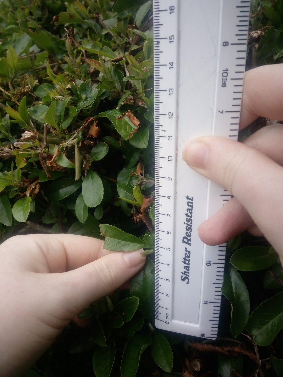 ybmbiol's tweet image. Yw maint dail ochr gogleddol yr ysgol yn fwy na&apos;r rhai ar yr ochr deheuol? Are the leaves on the northen side of the school significantly larger than those on the southern side? #tTest #biology #biodiversity @RoyalSocBio #Statistics
