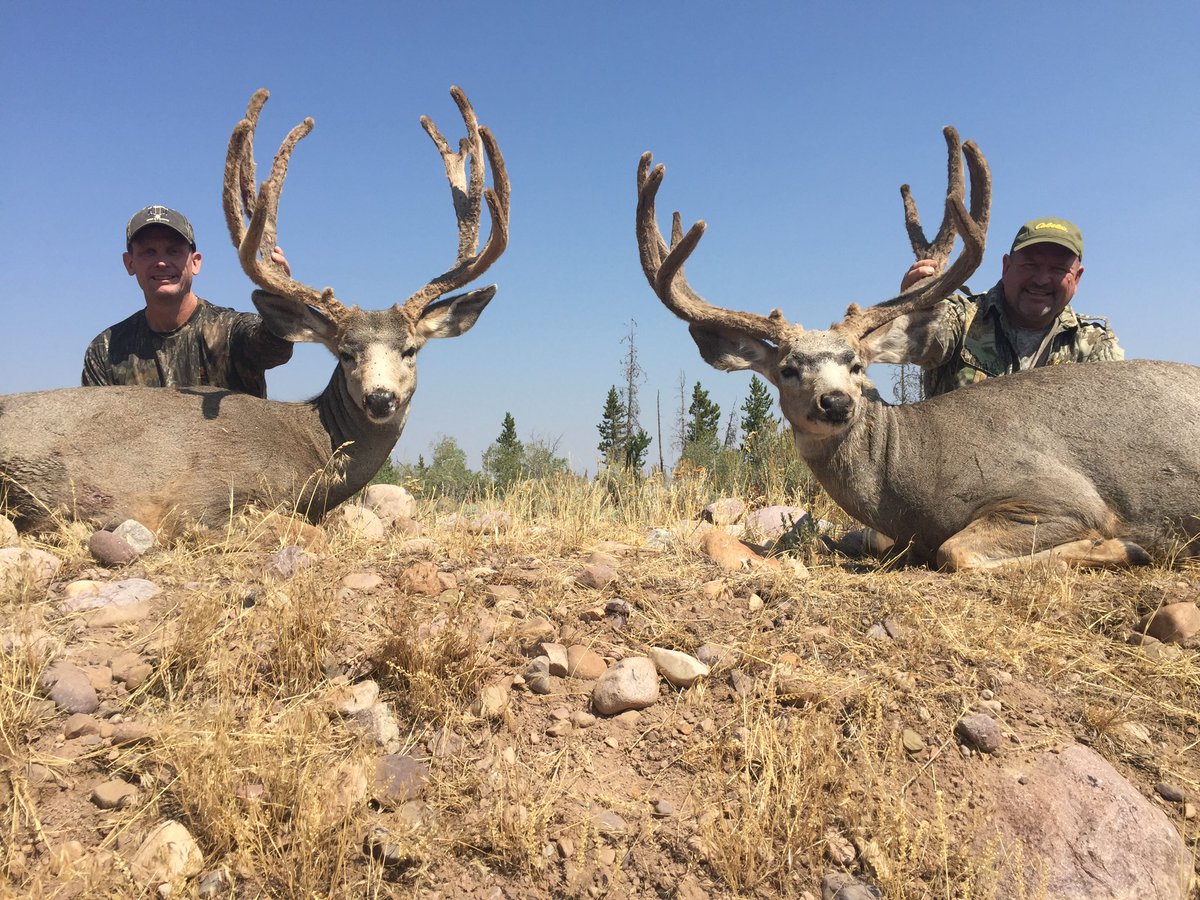 discodantheman's tweet photo. #muledeermonday A couple of bucks my brother Dave & I harvested on a great trip to Utah in 2017. Although it often doesn’t happen, it is always nice to have someone close to share the outdoor experience with. #muledeer #brothers #hunting #InUrBlood https://t.co/ar63mmHsp4