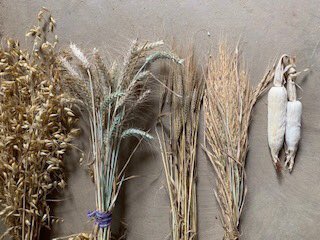 NavdanyaBija's tweet photo. “The system of seeds based on monoculture is wrong and inappropriate. The biodiverse system has produced more food, and biodiversity means that seeds must be in the hands of farmers.” @drvandanashiva #seedfreedom @SwarajAnna @occupytheseed @NavdanyaInt https://t.co/Olnyux0ccG