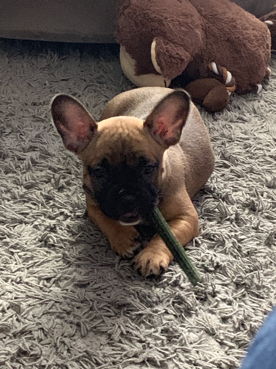 Janinepne's tweet photo. Iโm falling in love with our new family member #puppylove #meetDoris #thosears https://t.co/nF5vHlExoa