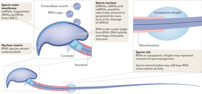 NatureRevEndo's tweet photo. New content online! Sperm RNA code programmes the metabolic health of offspring https://t.co/28GSFOg3v0 https://t.co/7rpxiqeuvV