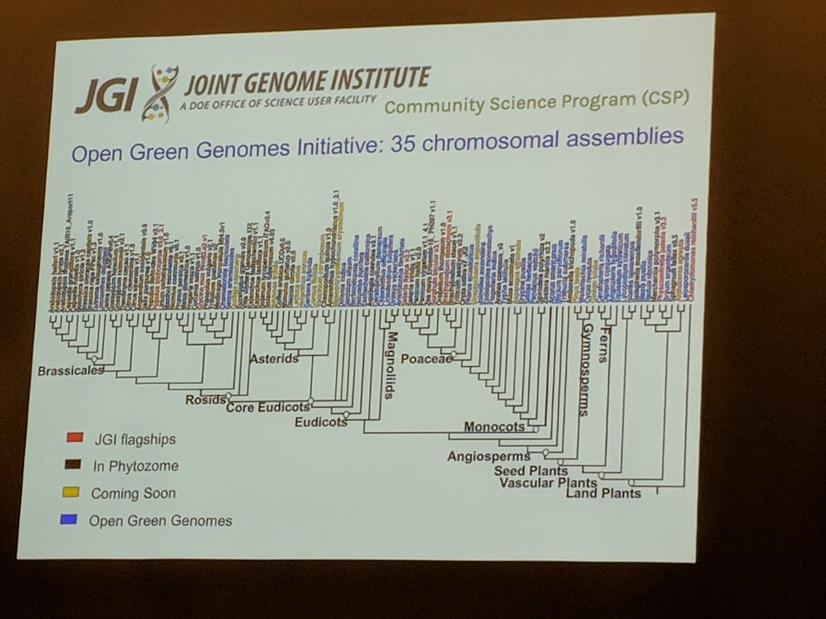 TsaiLabUGA's tweet photo. #treebiotech2019 @jleebensmack  leading Open Green Genomes initiative @jgi @UGAResearch https://t.co/bDBrDvOccb