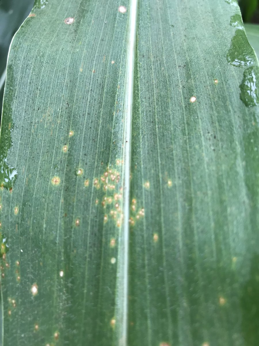 Dooly County, Georgia. One leaf in field found by consultant Paul Brown. I won’t be able to look at spores, but I am sonfident enough that this is southern corn rust to warn our growers that this disease is continuing its march up and across Georgia.  Be prepared. UGA Ext