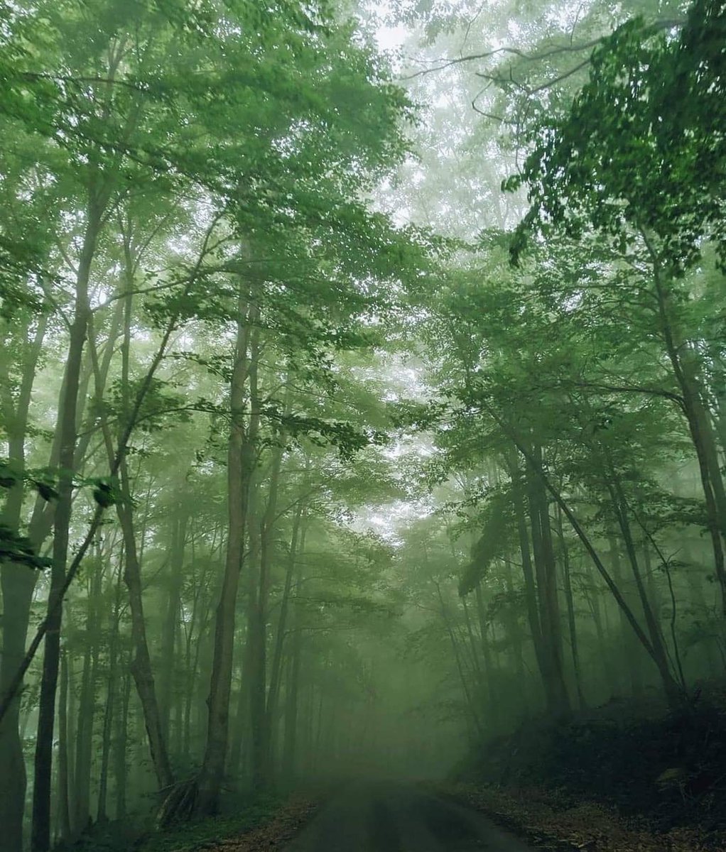 WVStateParks's tweet photo. #MondayMorningView in a #WVStatePark > in an office
📍: Beartown State Park
📸: https://t.co/YeNtzSglNT https://t.co/b0v9p7QOkr