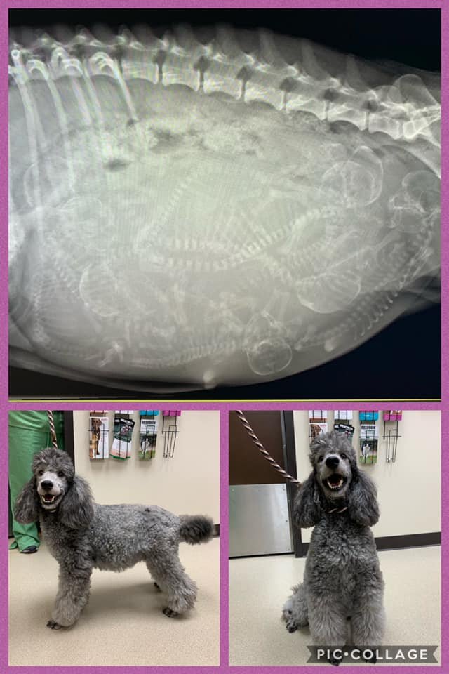 BackOnTrackVet's tweet photo. Puppies!!! Rou is expecting! How many do you see? #countingpuppies #poodles #oodlesofpoodles #welovedogs Velvet Rain Poodles https://t.co/THXukxoPKb
