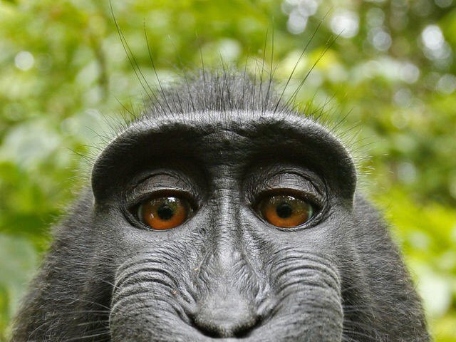 AsmaBinFahad's tweet image. Upon a thorough analysis of the debate on Monkey Selfie Copyright Case, my standpoint is that no one owns the copyright for the photos. This standpoint is based on logic and laws applicable in the United Arab Emirates (UAE).
#monkeyselfie #copyrights