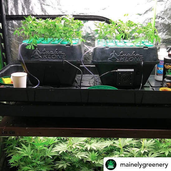 PermaClone's tweet photo. Posted By • @mainelygreenery on Instagram
“#mainelygreenery
#clones #comingup
#turboklone
#permaclone
#clonex
#hortilux
#powerveg #t5 “ https://t.co/EYcZ0I83CM