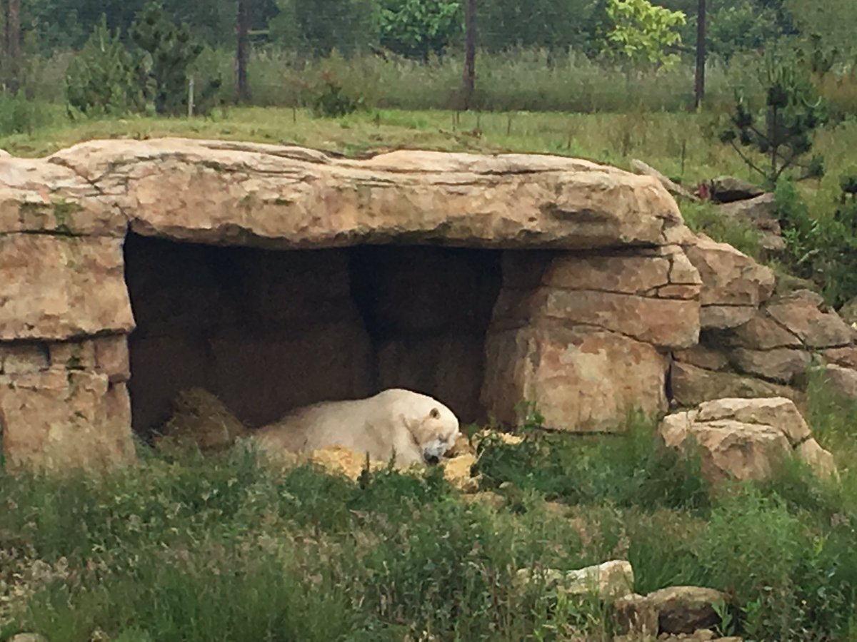 stanneskly's tweet photo. Fantastic day with Year 1 at the Yorkshire Wildlife Park. @bcw_cat @csptsa #bestdaysoftheirlives https://t.co/jpFtTP3zxv