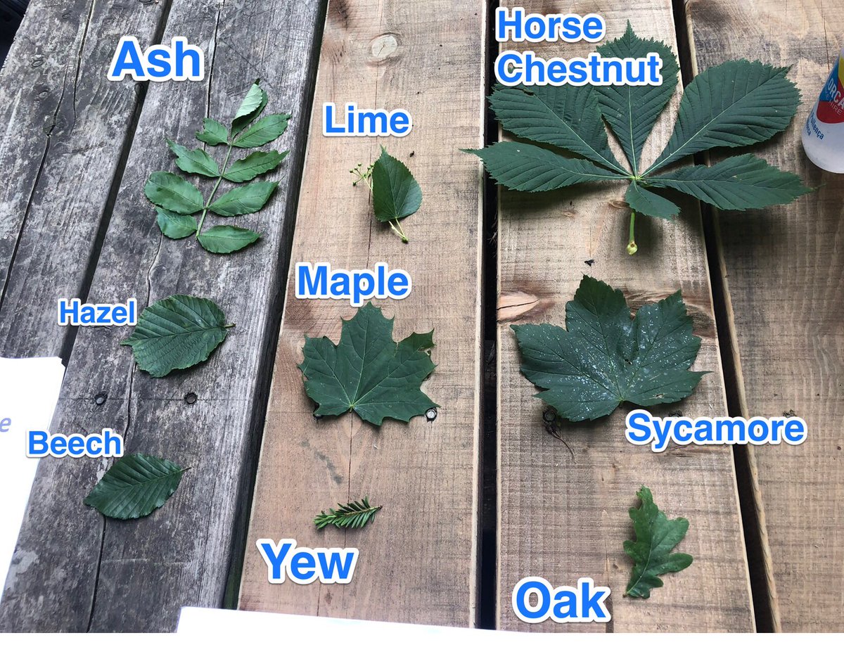 parmitersgeog's tweet photo. Can you identify which tree species these leaves come from?? Ask our Y12 students! #geogaphy #trees #NEA #Carbonstudy #alevel https://t.co/CAjaOWO3hD