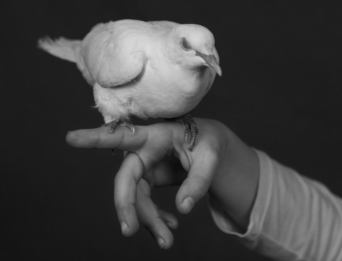 ما كان ذنبّك في الغيابِ خطيئة.. 
بل كانَ ذنبُ الاشتياقِ خطيئتي⁦🕊️⁩!!