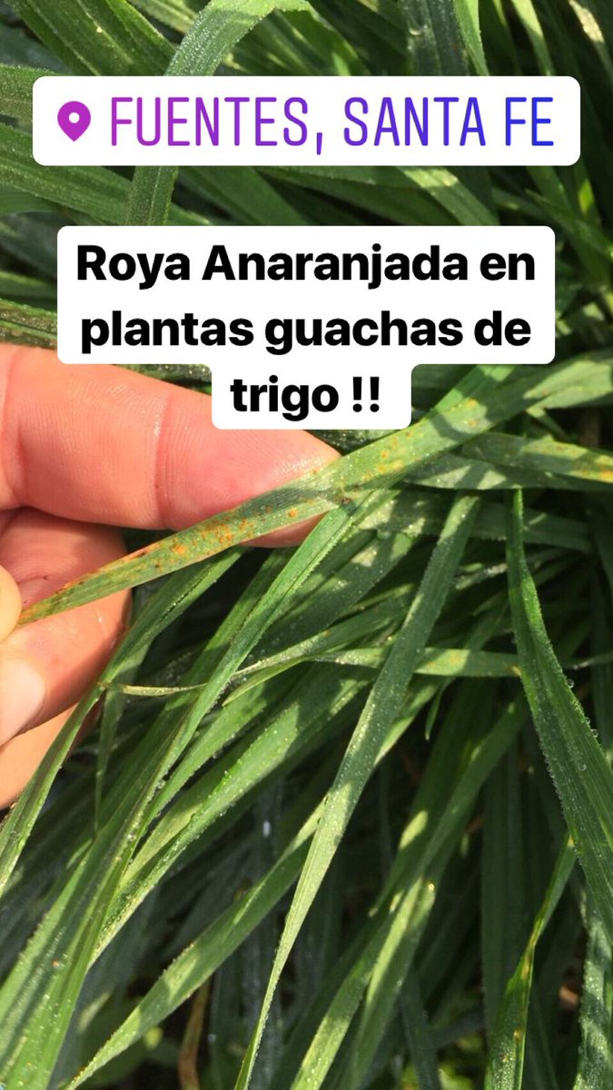 Pablo Angelotti (@pabloangelotti) on Twitter photo 