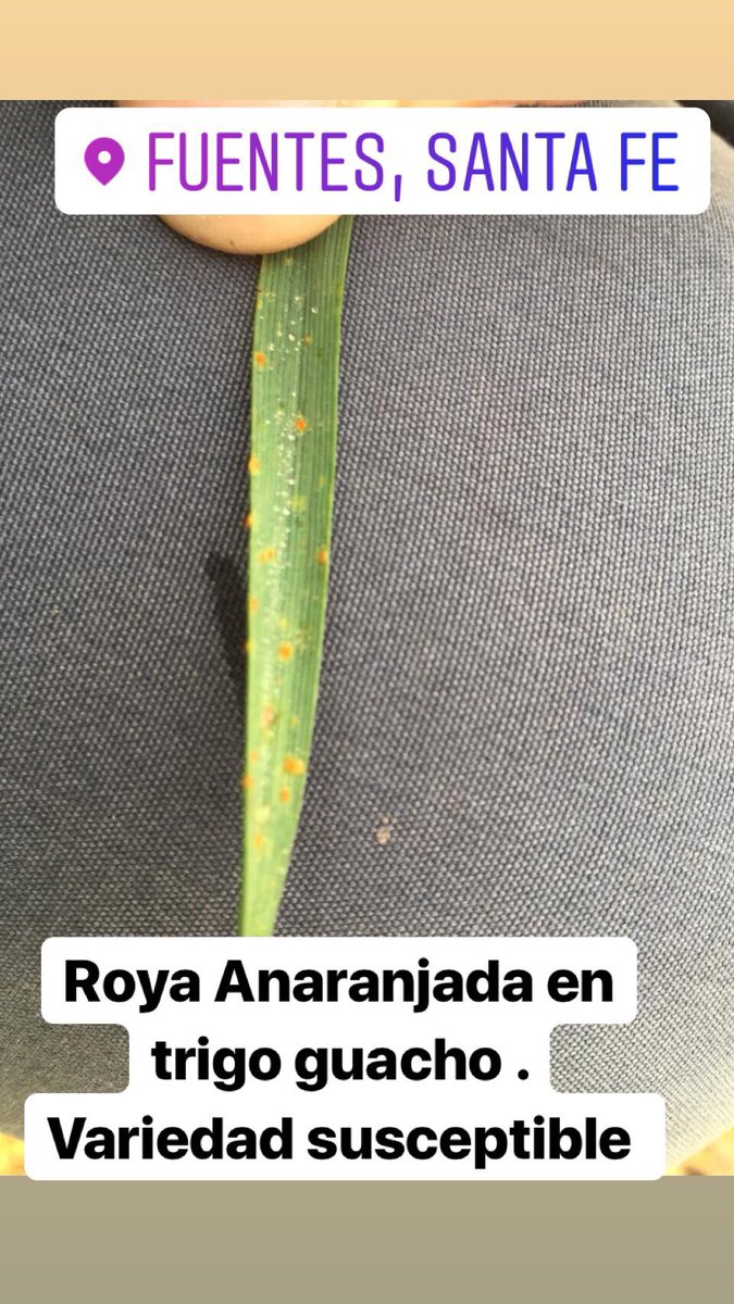 Pablo Angelotti (@pabloangelotti) on Twitter photo 