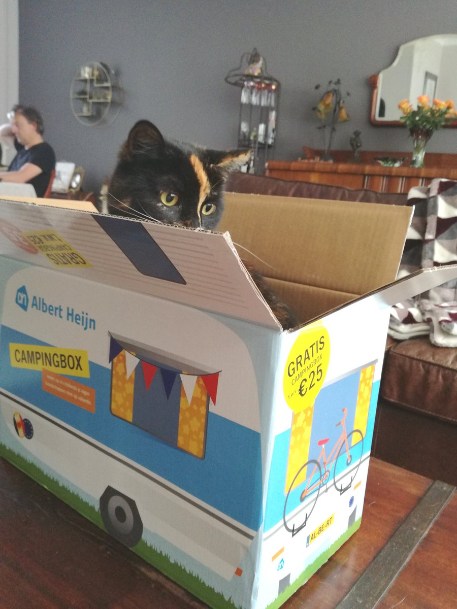 CarolienKrijnen's tweet photo. 3 keer raden wie ook erg blij was met de @albertheijn #campingbox #kat #kartonnendoos https://t.co/oBOQYCTVxC