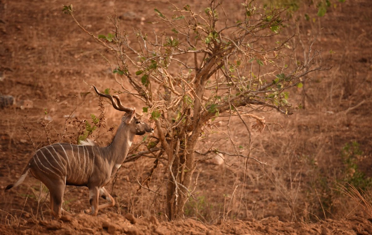 IkukaRuaha's tweet photo. #LesserKudu are one of the more striking yet shy antelopes that can be seen here in Ruaha.  #Didyouknow that they move in spectacular bounding leaps that can cover up to 9 meters at a time and can also reach recorded heights exceeding 2 meters?  
#ikukasafaricamp #ruaha #tanzania https://t.co/Qd4Y4v8UAX