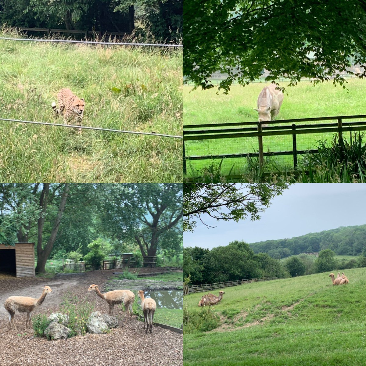 We_DoMarketing's tweet photo. What a fantastic #Monday! 🤩 A networking event with a difference - Thanks to the team at @portlympnepark who educated us on the The Aspinall Foundations fantastic work & We were treated to Safari it was awesome even if it did rain a little bit! #networking #aspinalfoundation https://t.co/TtkhzpzB7X