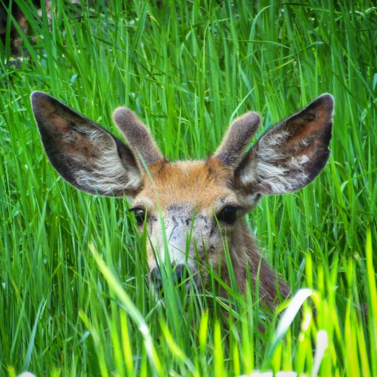 The green growies are extra tall this summer. #muleymonday #icanseeyou