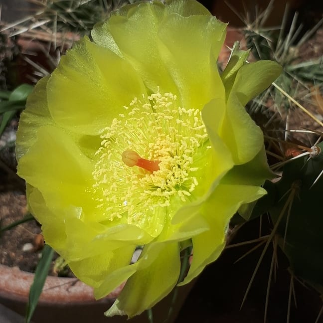 Magnifique fleur de Figuier de Barbarie.#biodiversité #fleurs #musée #jardin