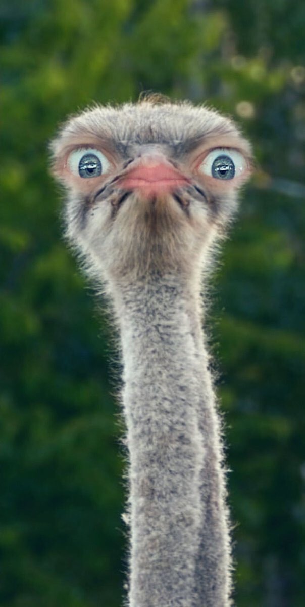 kaitlin olson tweet media