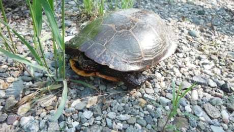 CBCToronto's tweet photo. More turtles are crossing the road this month, so here's how to help them https://t.co/6KQhODrcvw https://t.co/v1xISvkYh4
