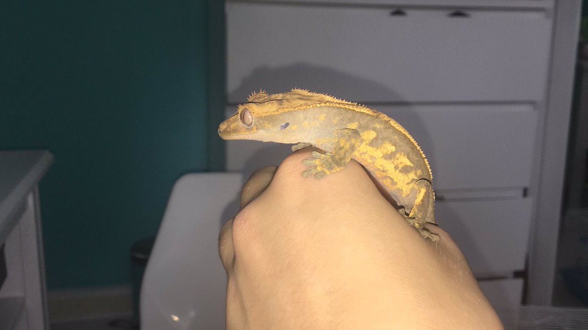EventsReece's tweet photo. My girlfriend just got her gecko out. #gecko #crestedgecko his name is called Loki from #MARVEL @MarvelStudios because she has a hamster called Thor. https://t.co/olqEi8a8v3