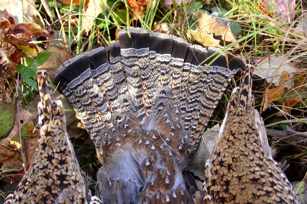OutdoorNews's tweet photo. Wisconsin @OutdoorNews blogger Jerry Davis: More reasons why early closing of ruffed grouse season wasn’t a good idea. #grouse #ruffies #RuffedGrouse #hunting https://t.co/QnYc2cOsa2 https://t.co/7Ph52lp1ZD
