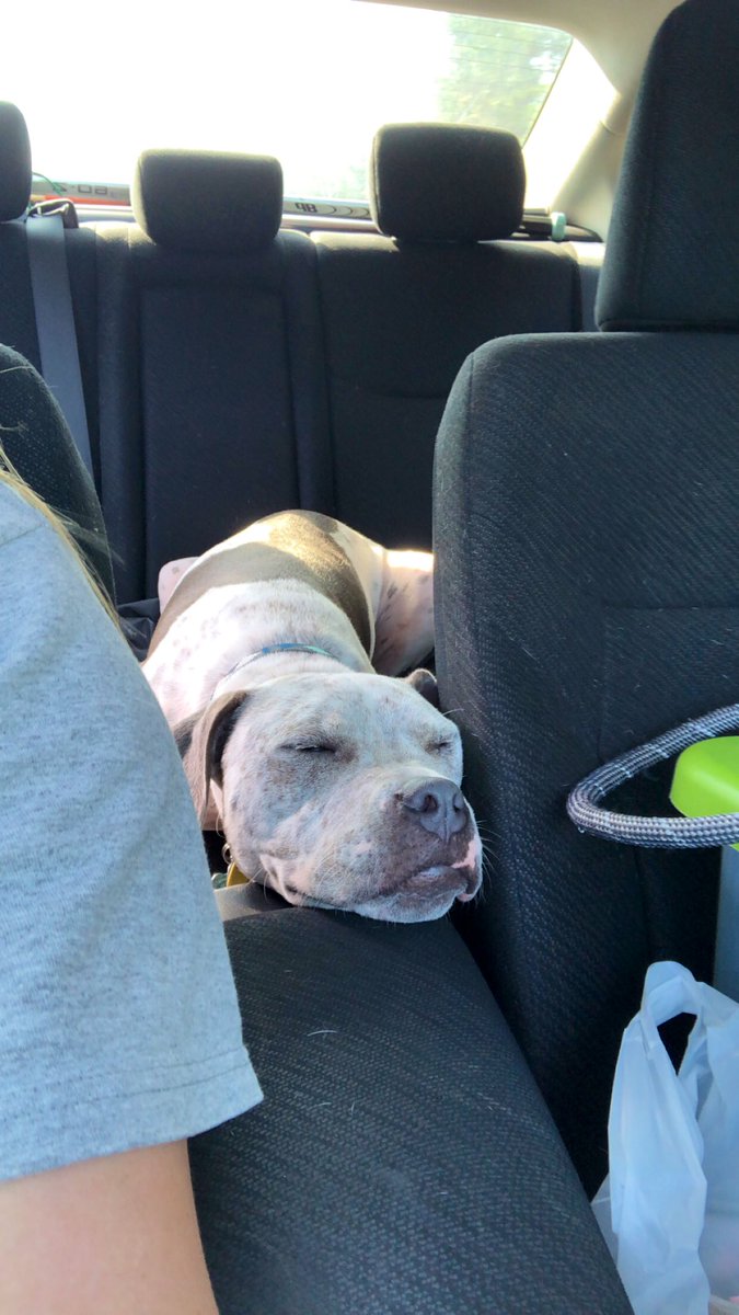 Coach_K17's tweet image. He’s adorable...until you pick him up from the kennel (on the last weekend he’ll be there this summer) and they show you a picture of the wall he chewed through after being there for only an hour on Friday🙄 #dogmomprobs