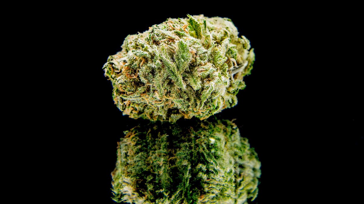 LaderaFarmsWa's tweet photo. Double Dream!!
When one simply can’t have just a regular Blue Dream anymore... you have a double👌💨
.
#ladera #laderafarms #doubledream #nugshot #cannabis #cannabiscommunity #wa #washingtonweed #i502 https://t.co/JtMbnLtTw5