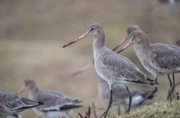 LeicaBirding's tweet photo. We asked David Lindo aka @urbanbirder to name ten of his top spots for birding in the UK:
https://t.co/nUHc5Em6Yn Don't miss it!

#leicanature #urbanbirder https://t.co/X30Vq00HEn