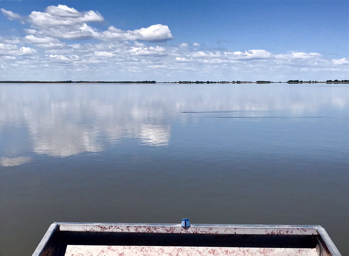 HudsonBayWQMS's tweet photo. Calm water and sunny skies to sample #NetleyLibauMarsh.
The perfect natural wetland scene?
Not so fast...
Carpedo, dead ahead! https://t.co/lD7KDTZUCE