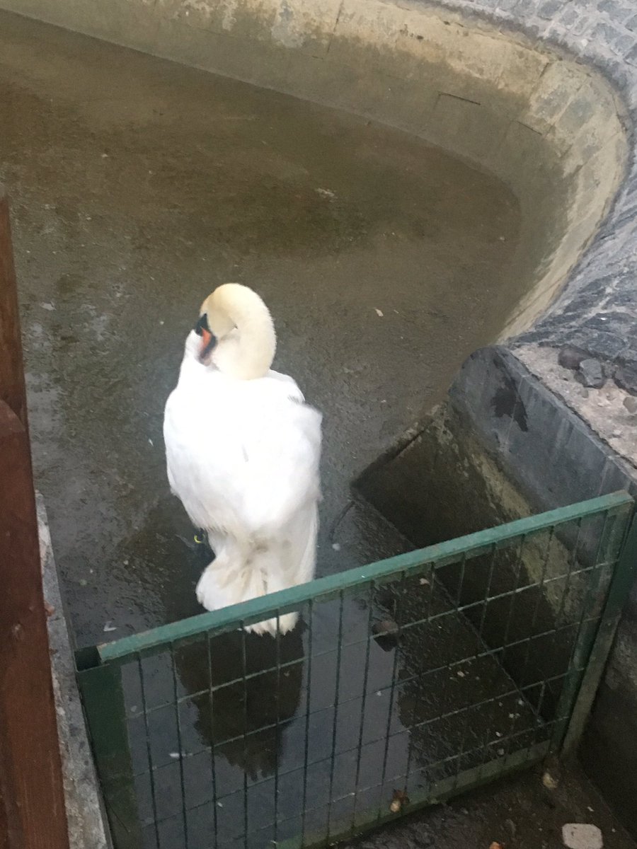Şenay Dağlar (@daglarsenay) on Twitter photo Bu kuğu başka bir kuğunun saldırısına uğradı çok acı çekiyor ama veteriner hizmeti sadece gündüz var diyor belediye ve görevliler. Şaka mı bu? Derhal veteriner gönderilmeli kuğulu parka. <a href="/AlperTasdelen06/">Alper Taşdelen</a> <a href="/mansuryavas06/">Mansur Yavaş</a> <a href="/CankayaBelediye/">Çankaya Belediyesi</a> Bu kuğu başka bir kuğunun saldırısına uğradı çok acı çekiyor ama veteriner hizmeti sadece gündüz var diyor belediye ve görevliler. Şaka mı bu? Derhal veteriner gönderilmeli kuğulu parka. <a href="/AlperTasdelen06/">Alper Taşdelen</a> <a href="/mansuryavas06/">Mansur Yavaş</a> <a href="/CankayaBelediye/">Çankaya Belediyesi</a>