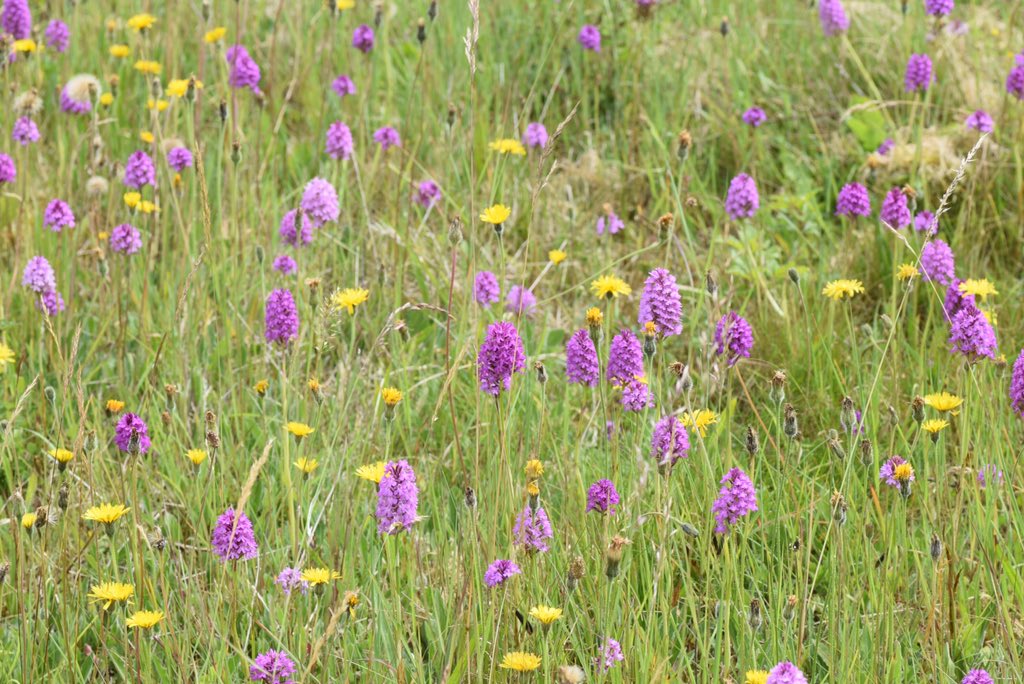 LeifBersweden's tweet photo. Orchids are fussy &amp; will happily lie dormant for years until conditions are perfect for flowering. This field had about 20 pyramidal orchids every year until 2017 when more than 2000 flowering spikes popped up! I’d imagine they’re just about hitting their prime now... https://t.co/VqwrgVXnfi