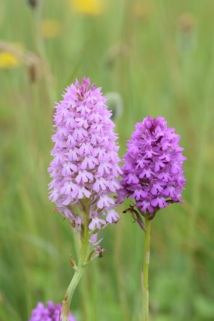 LeifBersweden's tweet photo. Orchids are fussy &amp; will happily lie dormant for years until conditions are perfect for flowering. This field had about 20 pyramidal orchids every year until 2017 when more than 2000 flowering spikes popped up! I’d imagine they’re just about hitting their prime now... https://t.co/VqwrgVXnfi