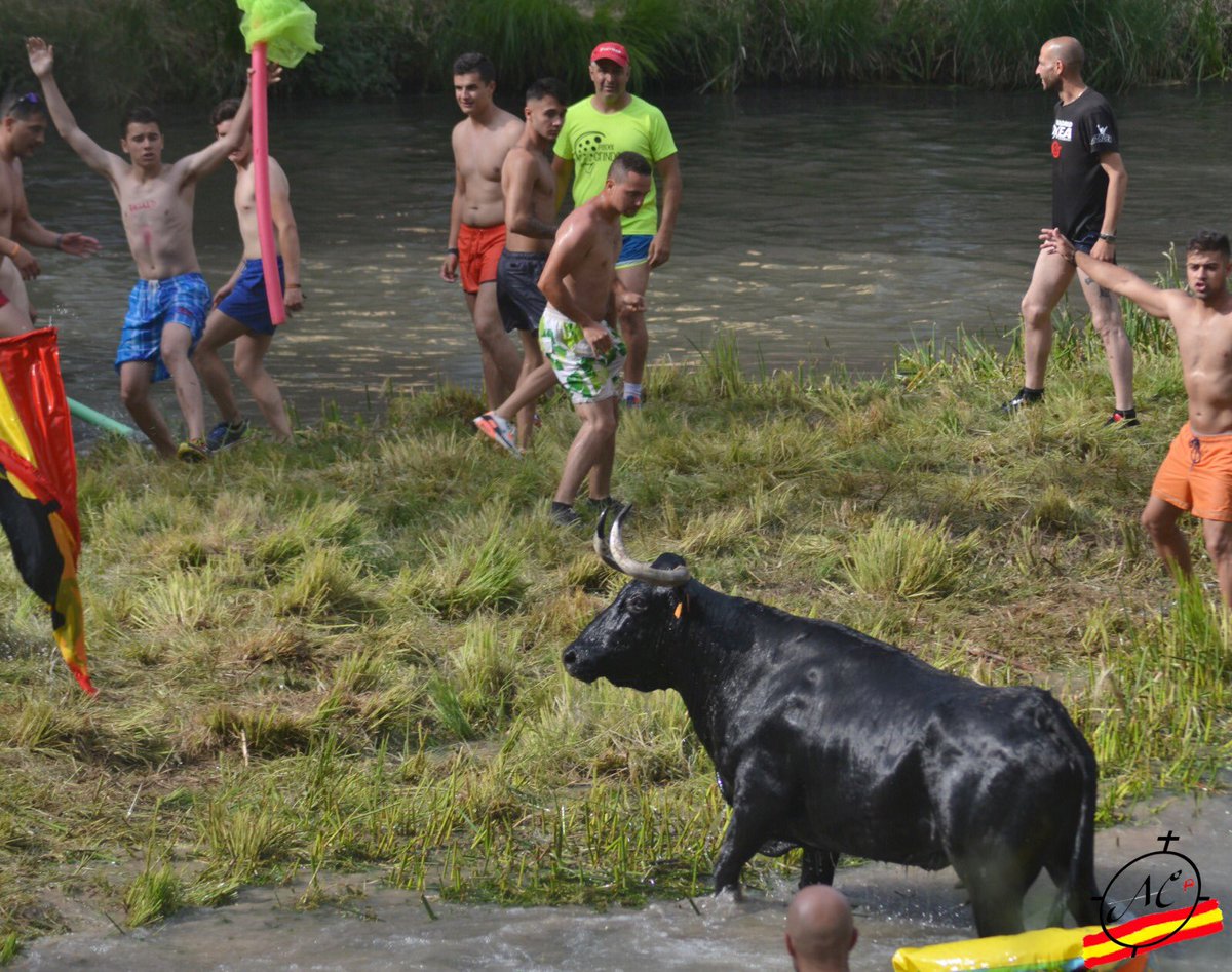 Trillo y sus vacas al tajo.