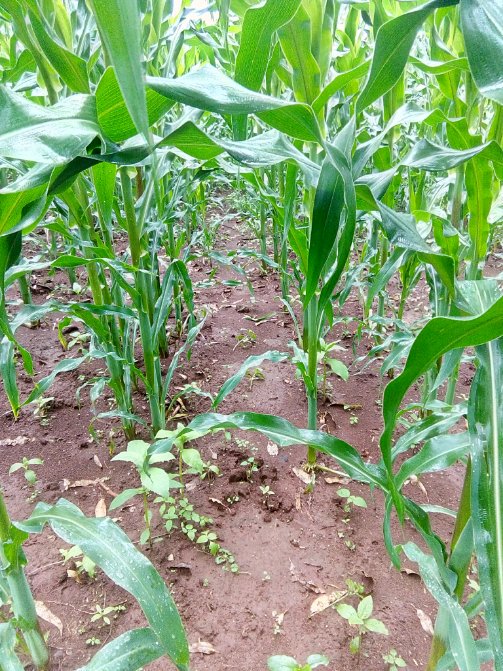 AntoMalovi's tweet photo. Good #farmingpractice. Minimal weed. https://t.co/gLC4SbTu6O