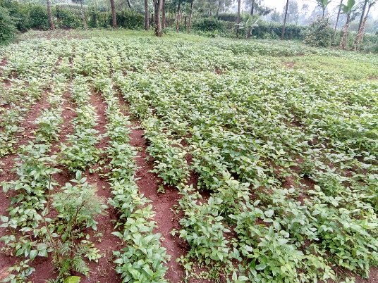 AntoMalovi's tweet photo. Good #farmingpractice. Minimal weed. https://t.co/gLC4SbTu6O
