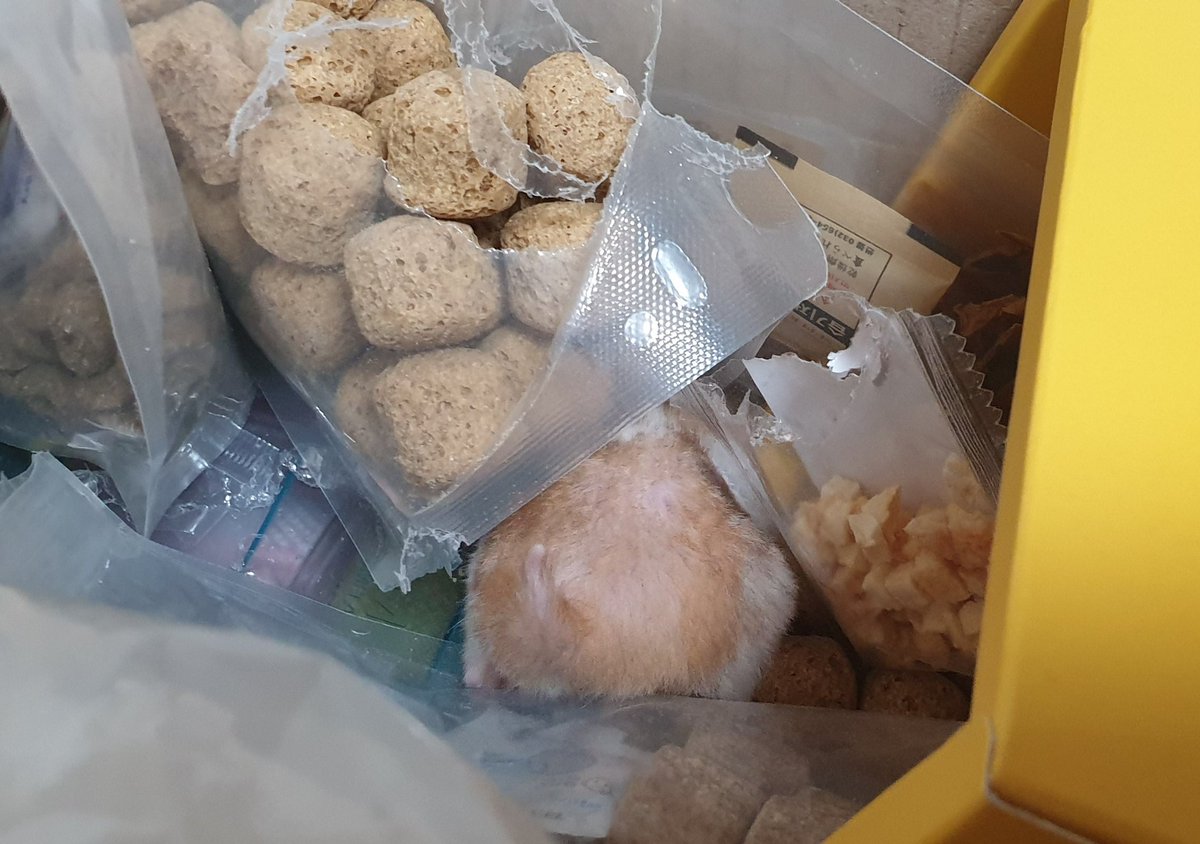 복실한 엉덩이를 찾으시오