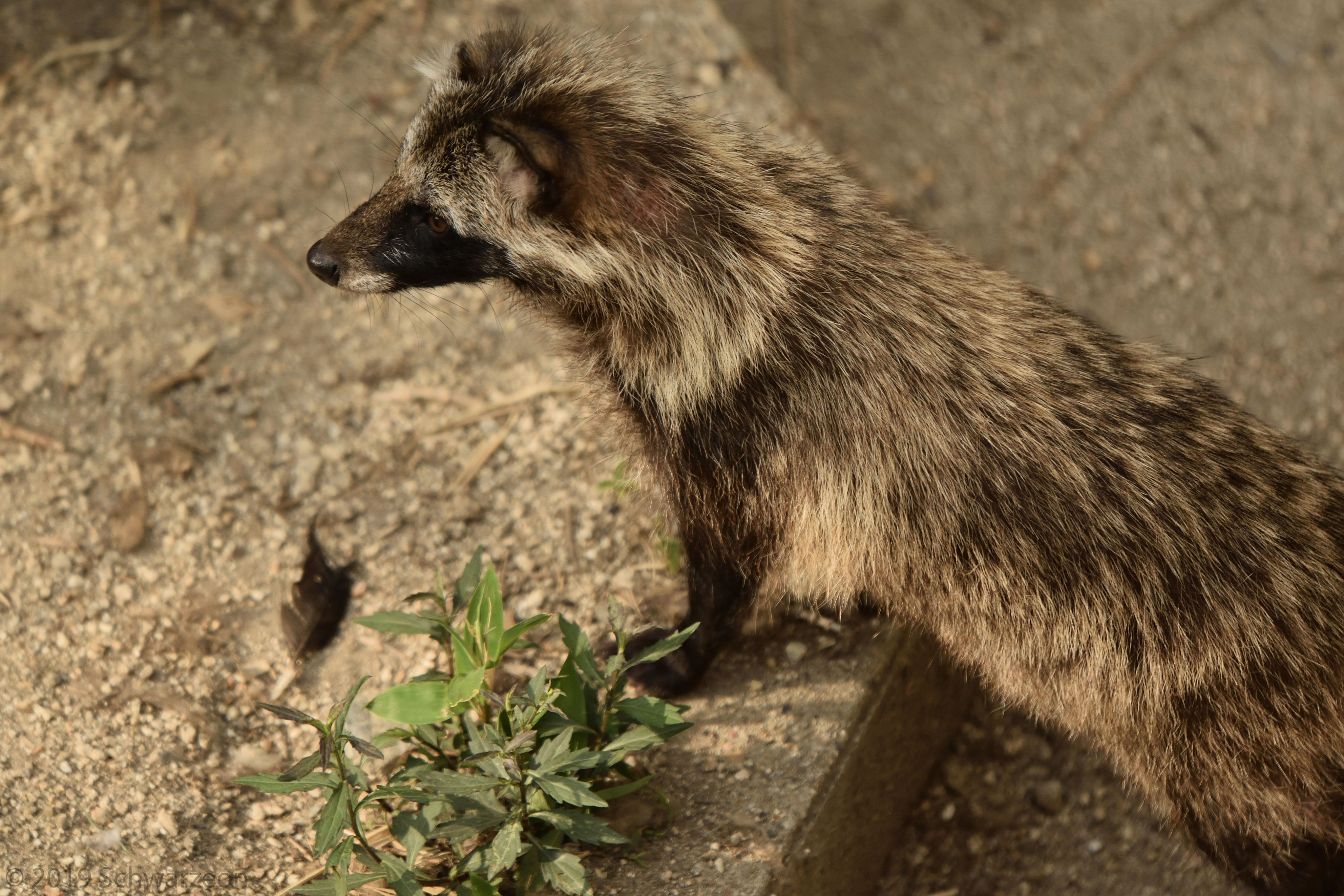 טוויטר シュバルツ写真館 11 6 日 おもしろ同人誌バザール おー13 בטוויטר グロ注意 東山タヌキの里カラス殺鳥事件 6月22日16時22分頃愛知県名古屋市の東山動植物園タヌキの里においてタヌキによりカラスが襲われ殺害される事件が発生 被害者は恐怖に顔が