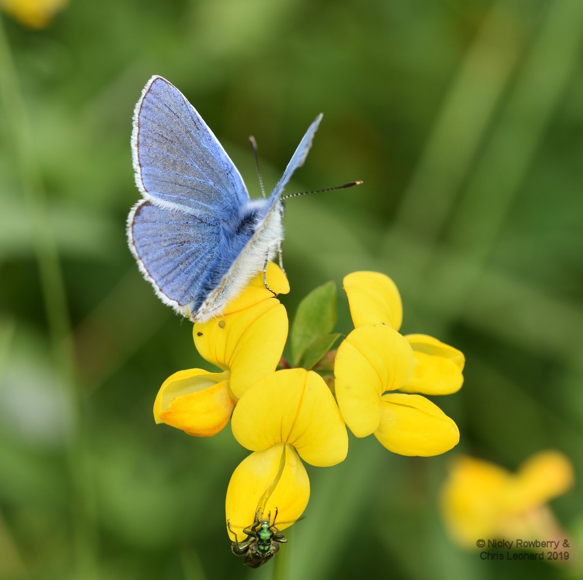 2lazy2weed's tweet photo. Day 24 #30DaysWild &amp; a fab walk in some welcome sunshine along Guarlford Straights in #Malvern. Loads of #butterflies also making the most of the sun. Thank goodness the council haven't cut the grass here #saynotomow @30DaysWild @WorcsWT @WestMidlands_BC https://t.co/52KueLdVnb