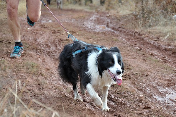AnimalHospitalM's tweet photo. It's important to give your dogs the proper exercise that they need! How often would you say you get out with them?

 https://t.co/7NoaFfg6rc https://t.co/aHQQODJc8I