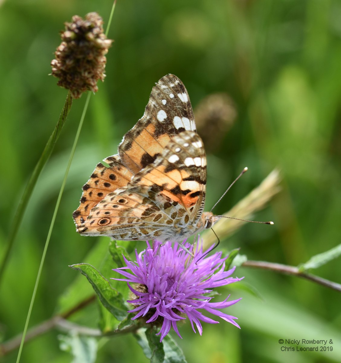 2lazy2weed's tweet photo. Day 24 #30DaysWild &amp; a fab walk in some welcome sunshine along Guarlford Straights in #Malvern. Loads of #butterflies also making the most of the sun. Thank goodness the council haven't cut the grass here #saynotomow @30DaysWild @WorcsWT @WestMidlands_BC https://t.co/52KueLdVnb